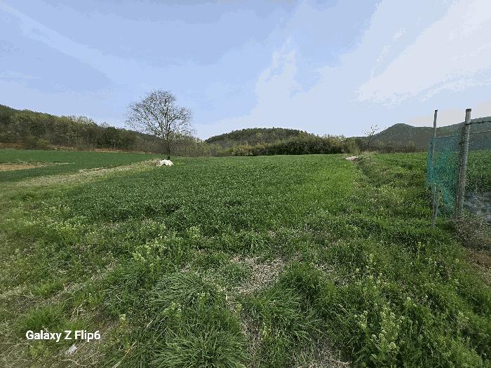 충청남도 논산시 양촌면 인천리 11 전 경매 사진 1