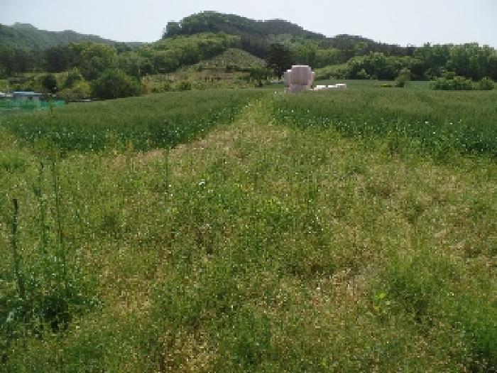 충청남도 논산시 양촌면 인천리 11 전 경매 사진 4