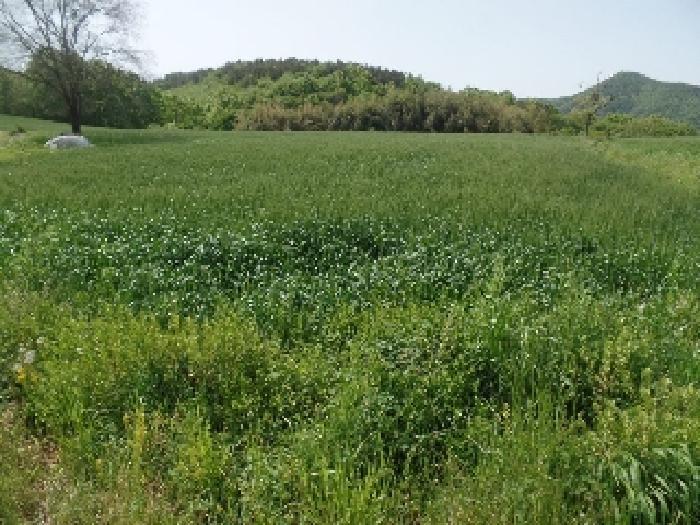충청남도 논산시 양촌면 인천리 11 전 경매 사진 5