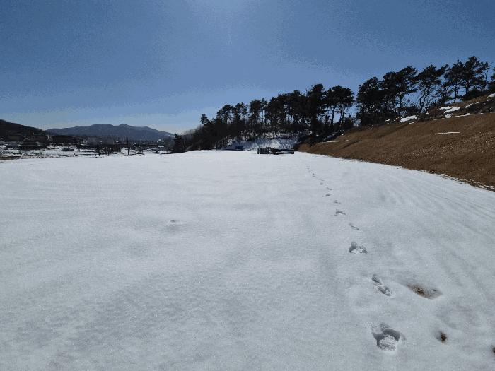 충청북도 음성군 음성읍 읍내리 120-3 전 경매 사진 2