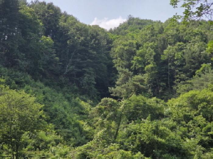 충청북도 제천시 한수면 덕곡리 산39-1 임야 경매 사진 44