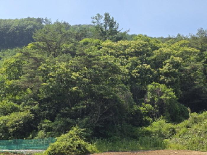 충청북도 제천시 한수면 덕곡리 산39-1 임야 경매 사진 63