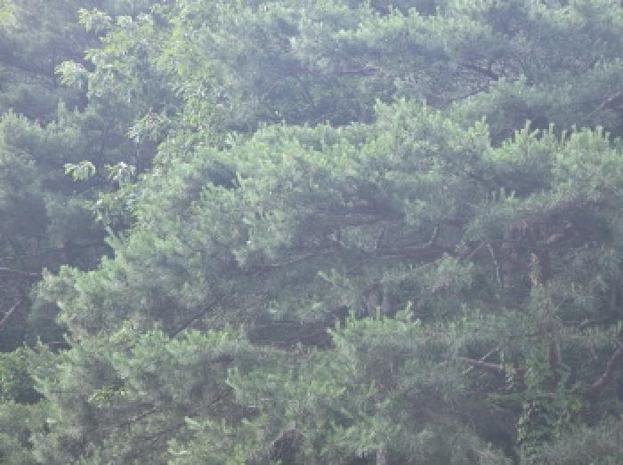 충청북도 제천시 덕산면 신현리 산65-1 임야 경매 사진 42