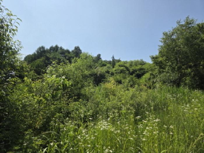 충청북도 제천시 덕산면 신현리 산65-1 임야 경매 사진 51