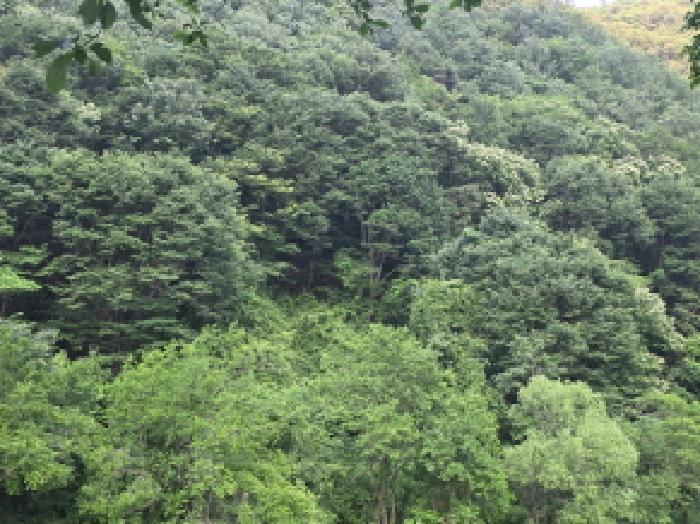 충청북도 제천시 덕산면 신현리 산65-1 임야 경매 사진 60