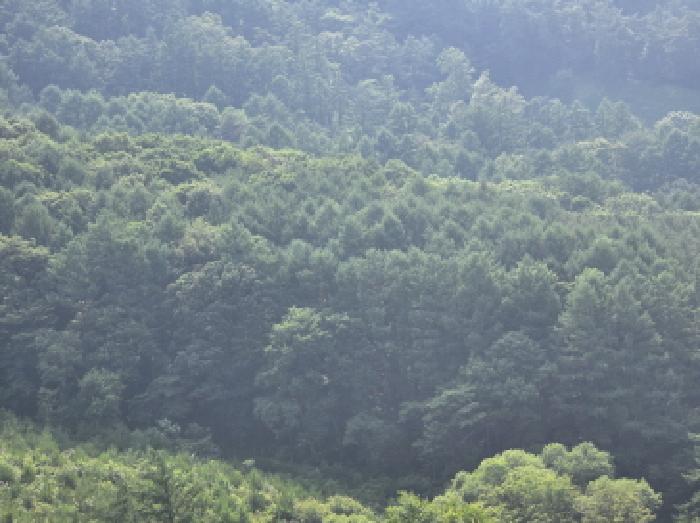 충청북도 제천시 덕산면 신현리 산65-1 임야 경매 사진 62