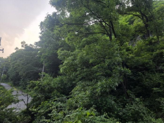 충청북도 제천시 덕산면 신현리 산65-1 임야 경매 사진 67