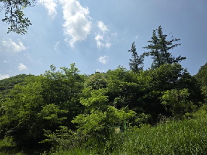 충청북도 제천시 덕산면 신현리 산52-1 임야 경매 사진 45