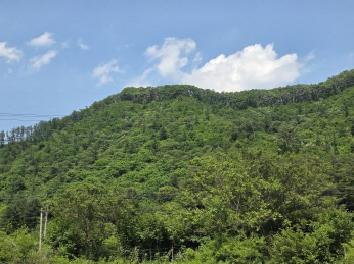 충청북도 제천시 덕산면 신현리 산52-1 임야 경매 사진 69