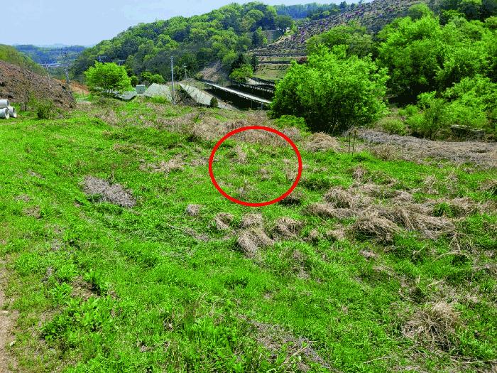 충청남도 천안시 동남구 광덕면 신덕리 226-1 답 경매 사진 18
