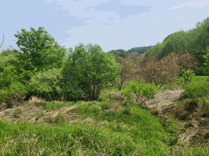 충청남도 천안시 동남구 광덕면 신덕리 226-1 답 경매 사진 9
