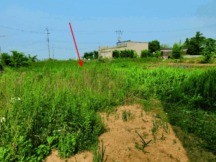충청남도 아산시 둔포면 신양리 259-38 임야 경매 사진 1