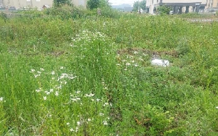 충청남도 아산시 둔포면 신양리 259-38 임야 경매 사진 20