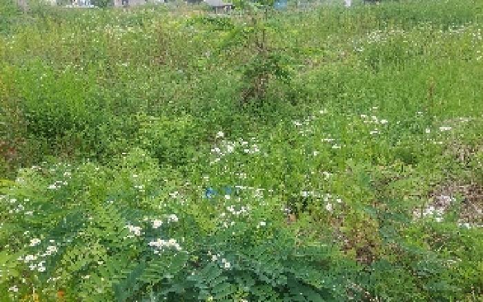 충청남도 아산시 둔포면 신양리 259-38 임야 경매 사진 22