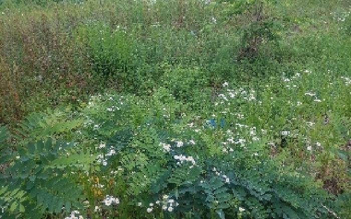충청남도 아산시 둔포면 신양리 259-38 임야 경매 사진 23