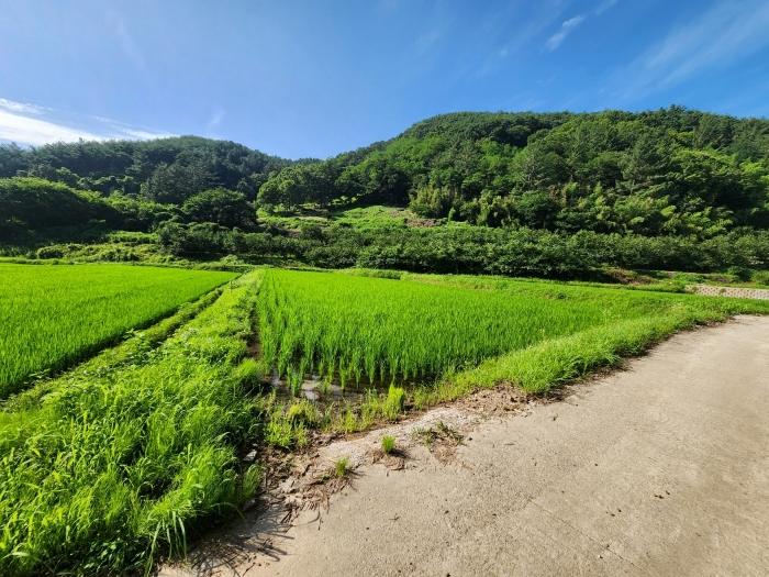 경상남도 사천시 사천읍 금곡리 360-12 답 경매 사진 25