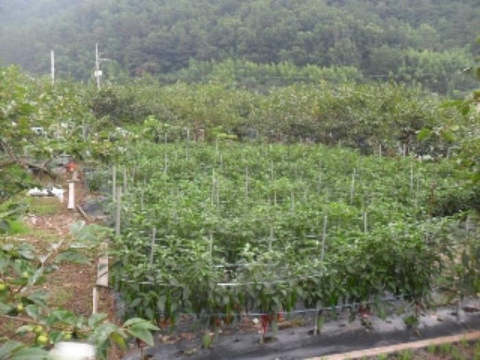 경상남도 사천시 사천읍 금곡리 360-12 답 경매 사진 34