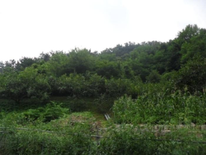 경상남도 사천시 사천읍 금곡리 360-12 답 경매 사진 35