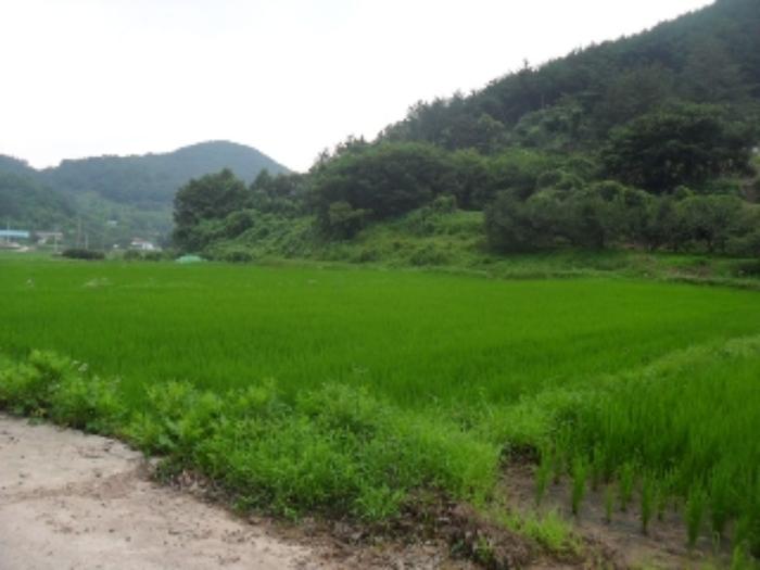 경상남도 사천시 사천읍 금곡리 360-12 답 경매 사진 38