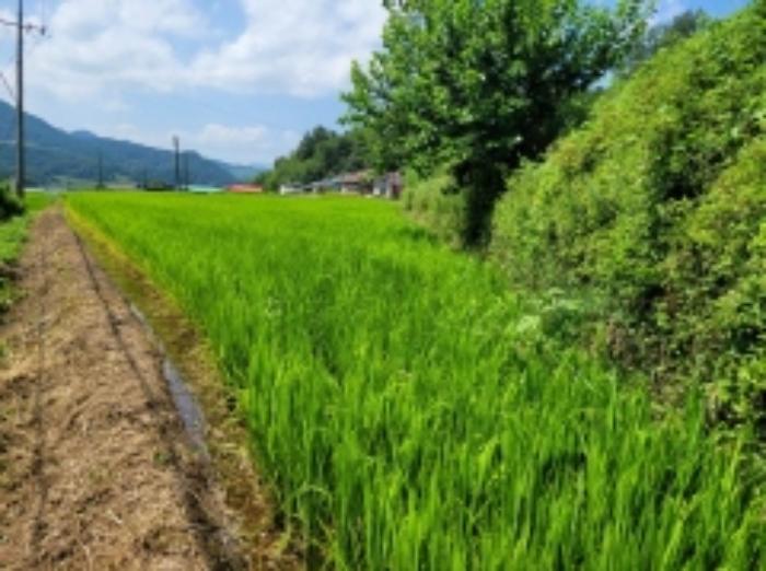 경상남도 산청군 오부면 중촌리 770 전 경매 사진 10