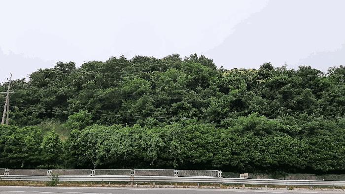 전라남도 여수시 율촌면 월산리 432-4 임야 경매 사진 10