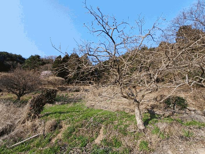 경상남도 남해군 삼동면 봉화리 188 임야 경매 사진 17