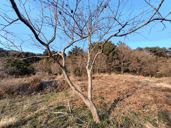 경상남도 남해군 삼동면 봉화리 188 임야 경매 사진 3