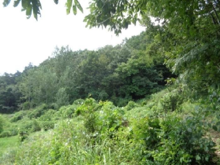 전북특별자치도 진안군 진안읍 운산리 산182 임야 경매 사진 10