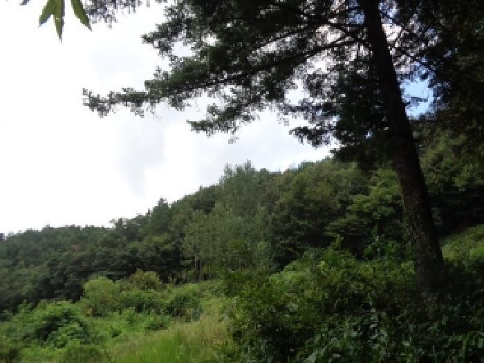 전북특별자치도 진안군 진안읍 운산리 산182 임야 경매 사진 12