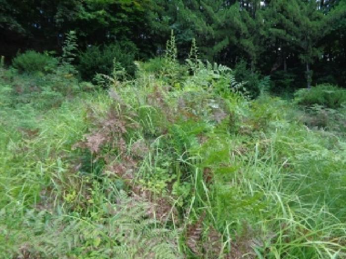전북특별자치도 진안군 진안읍 운산리 산182 임야 경매 사진 34