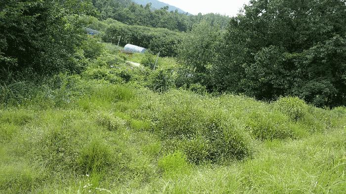 전북특별자치도 진안군 진안읍 운산리 산182 임야 경매 사진 5