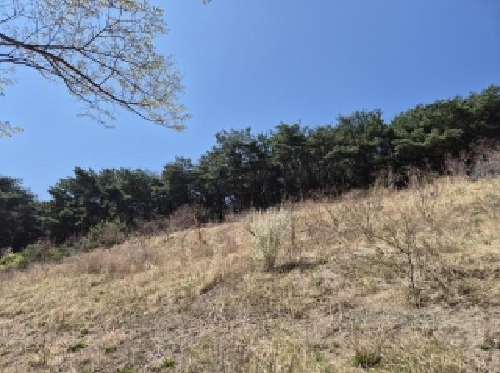 경상북도 포항시 북구 창포동 산28 임야 경매 사진 8
