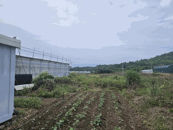 제주특별자치도 서귀포시 안덕면 화순리 708-1 답 경매 사진 2