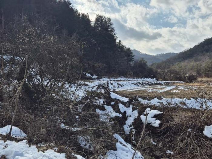 경기도 양평군 양동면 삼산리 1006-2 답 경매 사진 4