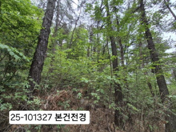 부산광역시 북구 금곡동 산15 임야 경매 사진 4