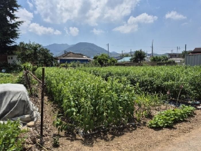 전라남도 장성군 장성읍 성산리 853 대지 경매 사진 10