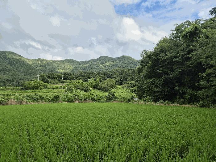 전라남도 담양군 창평면 용수리 533 전 경매 사진 1