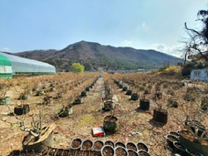 경상남도 김해시 대동면 주중리 558-3 답 경매 사진 5