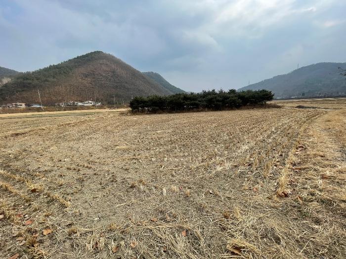 경상남도 함안군 산인면 송정리 245-1 답 경매 사진 4