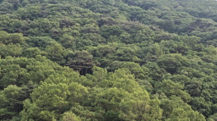 경상북도 칠곡군 가산면 석우리 산100 임야 경매 사진 5