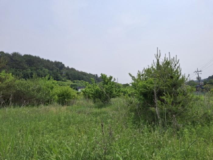 대전광역시 동구 비룡동 71 전 경매 사진 10