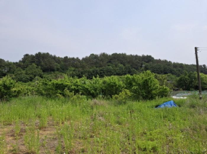 대전광역시 동구 비룡동 71 전 경매 사진 12
