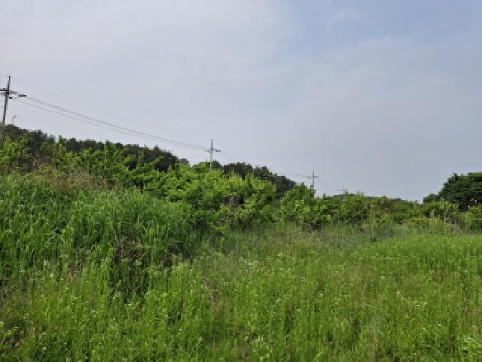 대전광역시 동구 비룡동 71 전 경매 사진 19