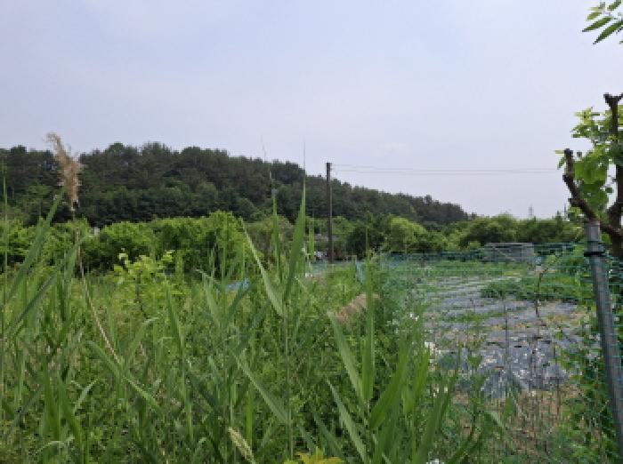 대전광역시 동구 비룡동 71 전 경매 사진 32