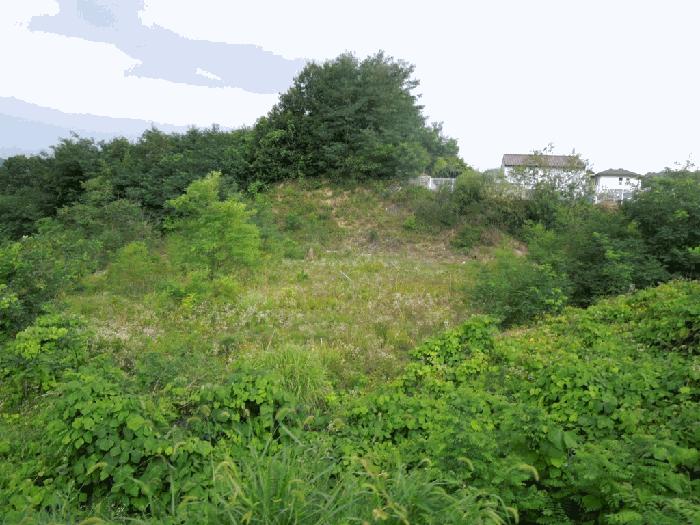 세종특별자치시 장군면 봉안리 216-7 임야 경매 사진 7