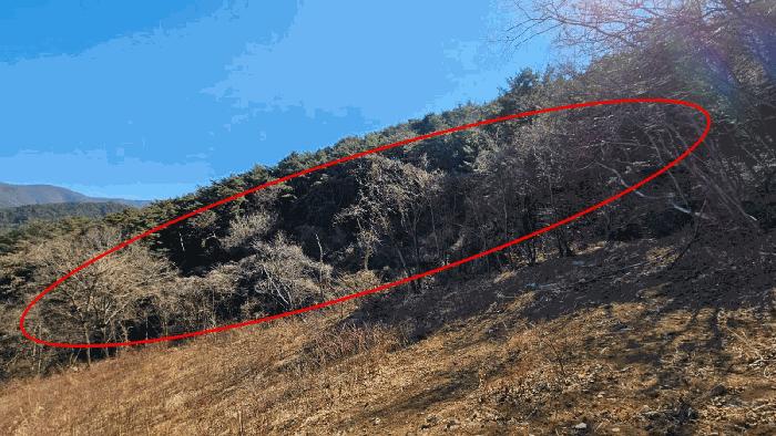 경상남도 함안군 여항면 주서리 산139-5 임야 경매 사진 3