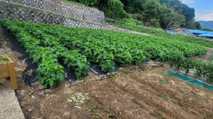 경상남도 의령군 대의면 천곡리 산78 임야 경매 사진 13