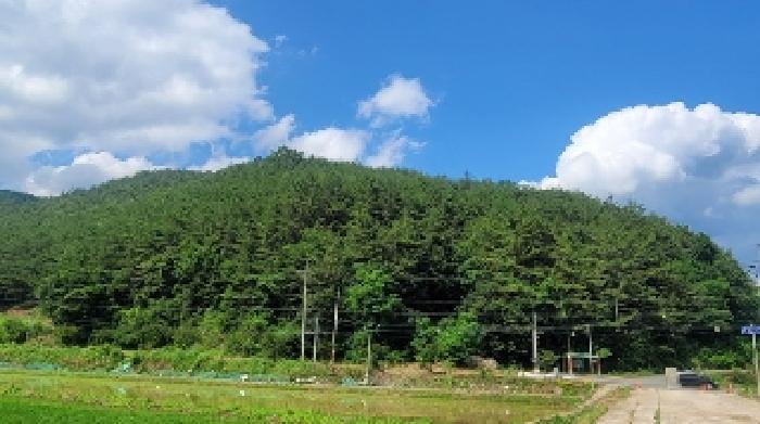 경상남도 의령군 대의면 천곡리 산78 임야 경매 사진 14