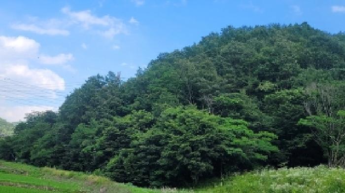 경상남도 의령군 대의면 천곡리 산78 임야 경매 사진 17