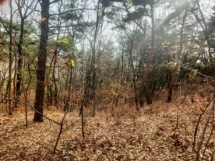 인천광역시 강화군 내가면 오상리 327-16 임야 경매 사진 5